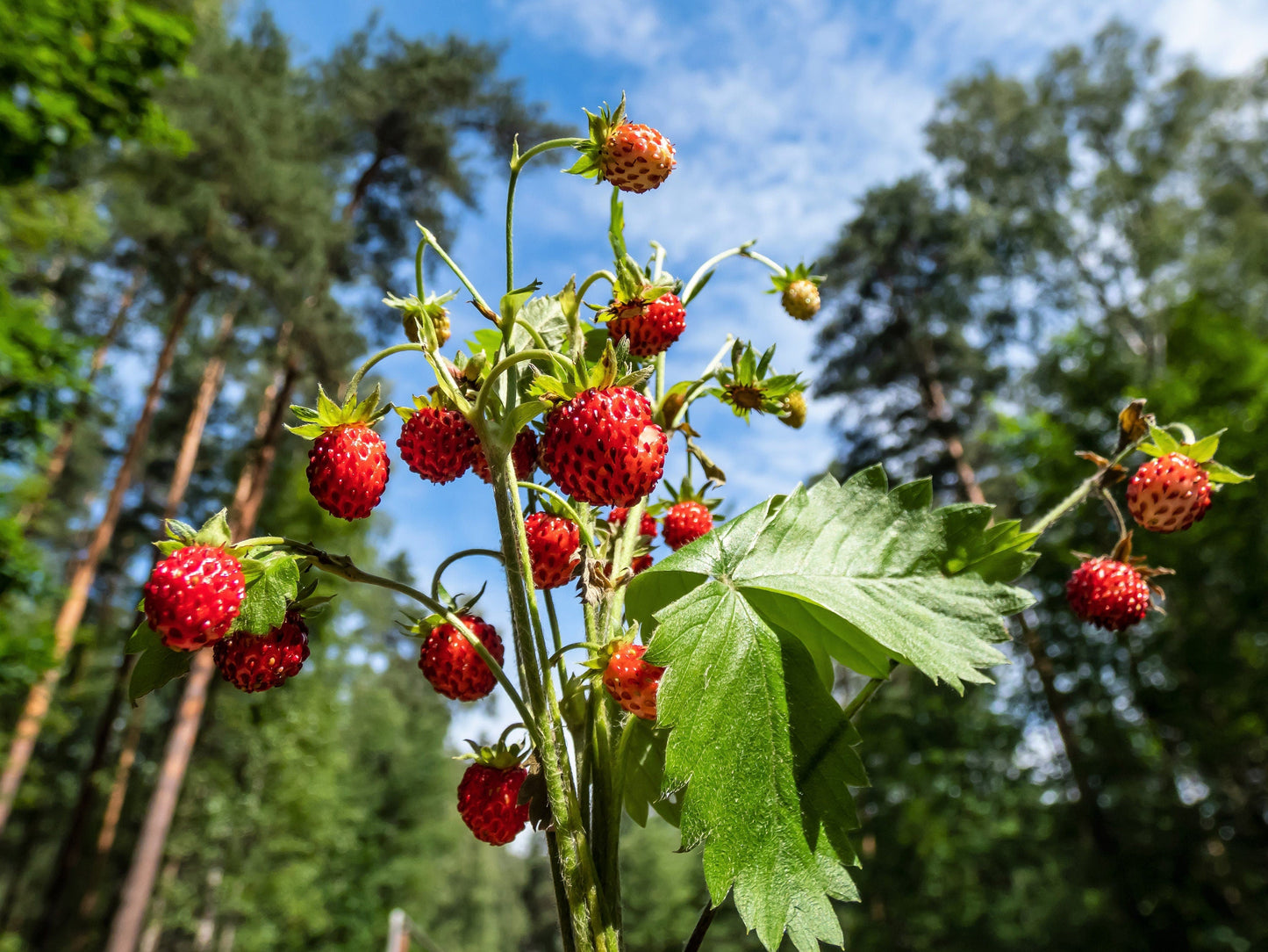 60 Ruegen Alpine Strawberry (Fragaria Vesca) Seeds