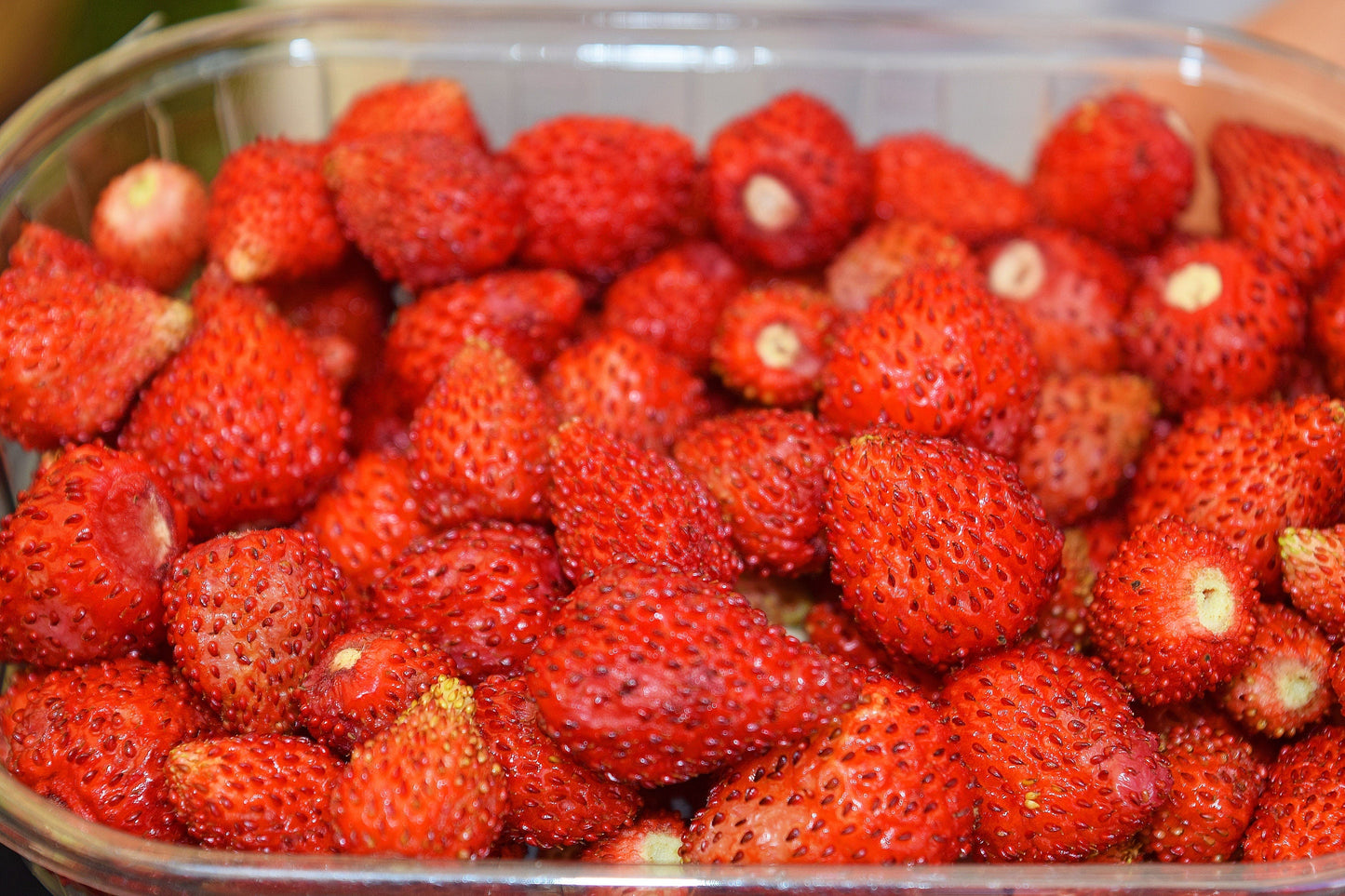 60 Ruegen Alpine Strawberry (Fragaria Vesca) Seeds