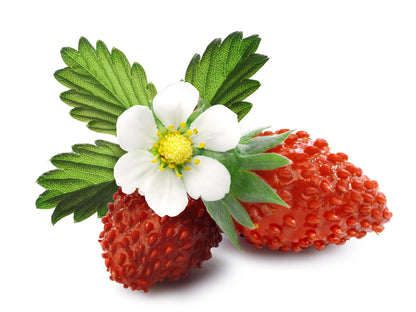 60 Ruegen Alpine Strawberry (Fragaria Vesca) Seeds