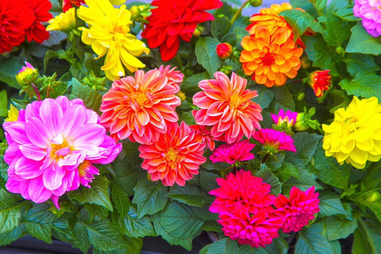 50 Unwins Dwarf Mix Dahlia (Dahlia Variabilis) Seeds