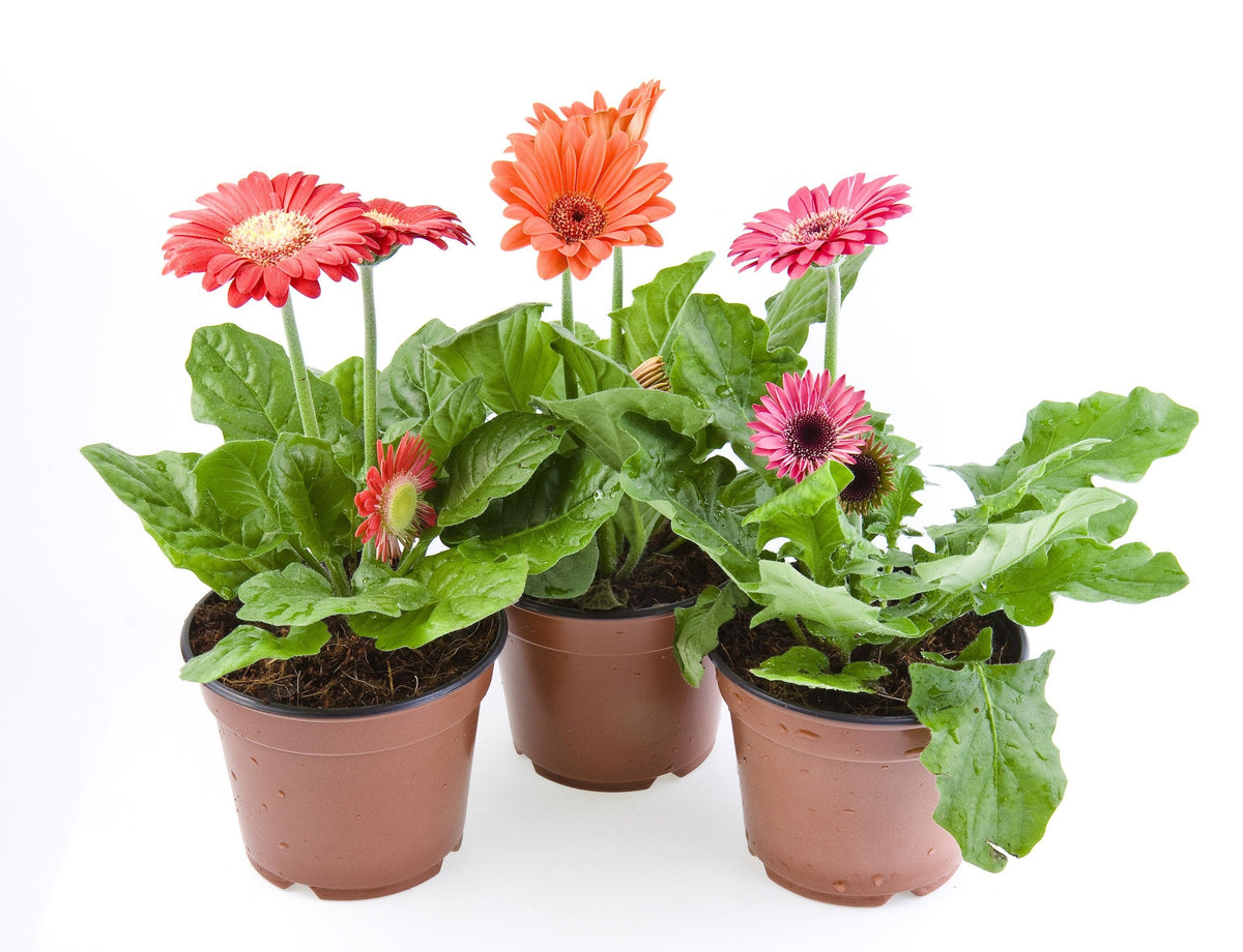 20 Gerber Diasy (Gerbera Jamesonii) Seeds