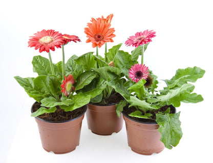 20 Gerber Diasy (Gerbera Jamesonii) Seeds