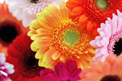 20 Gerber Diasy (Gerbera Jamesonii) Seeds