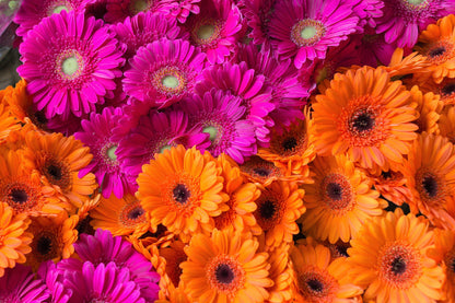 20 Gerber Diasy (Gerbera Jamesonii) Seeds
