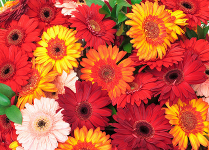 20 Gerber Diasy (Gerbera Jamesonii) Seeds