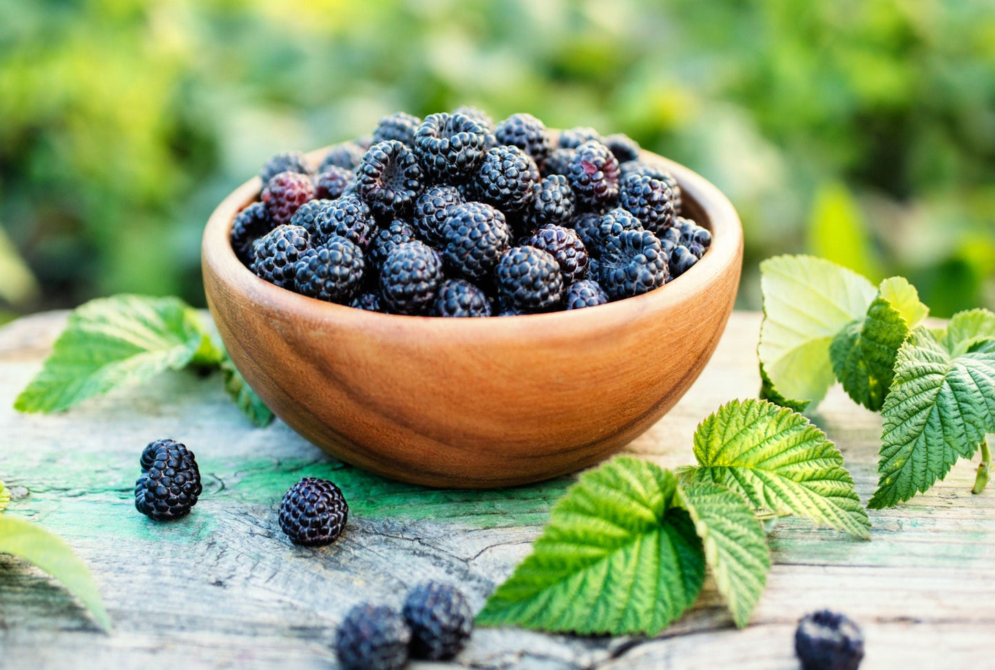 50 Whitebark Raspberry (Rubus Leucodermis) Seeds
