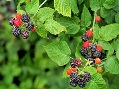 50 Whitebark Raspberry (Rubus Leucodermis) Seeds