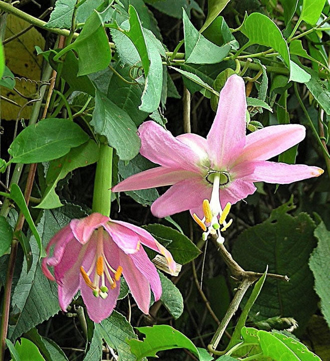 10 Banana Passion Fruit (Passiflora Mollissima) Seeds