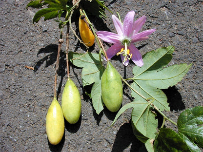 10 Banana Passion Fruit (Passiflora Mollissima) Seeds