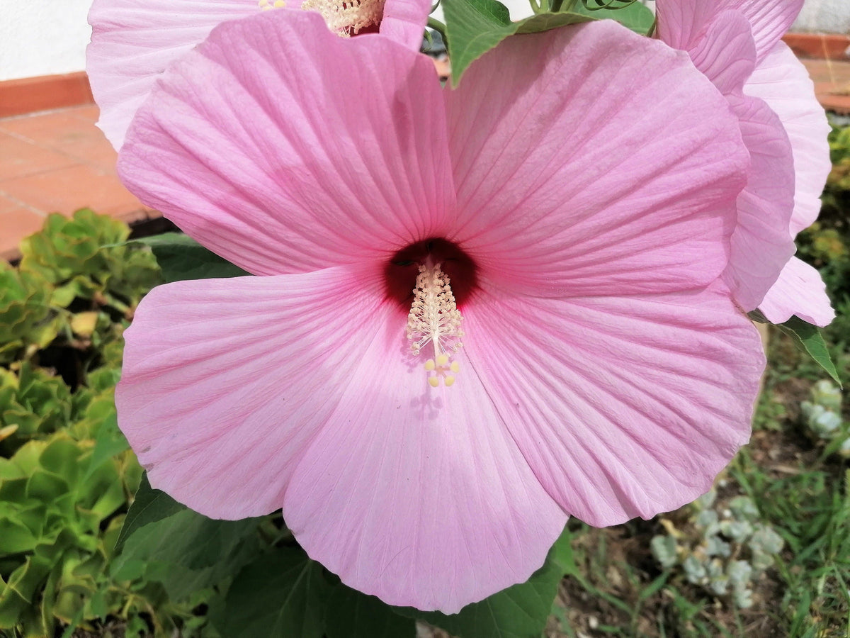 20 Light Pink Hibiscus (Moscheutos var. Palustris) Seeds