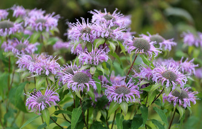 1000 WILD BERGAMOT (Monarda Fistulosa; Mintleaf Bee Balm; Oswego Tea) Seeds