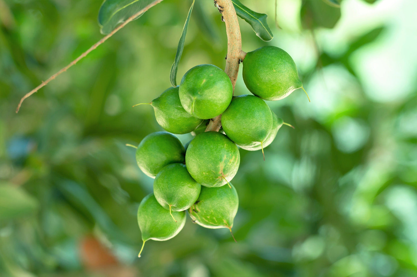 5 Macadamia Nut Tree (Macadamia Integrifolia) Seeds