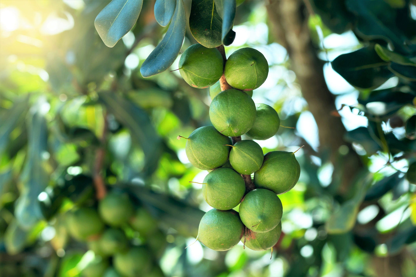 5 Macadamia Nut Tree (Macadamia Integrifolia) Seeds
