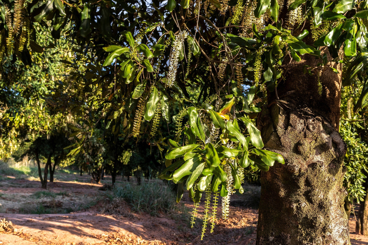 5 Macadamia Nut Tree (Macadamia Integrifolia) Seeds