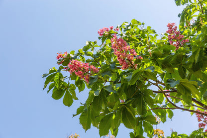 20 East Indian Almond Tree/Hollock (Terminalia Myriocarpa) Seeds