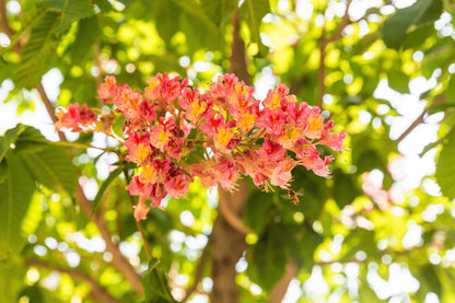 20 East Indian Almond Tree/Hollock (Terminalia Myriocarpa) Seeds