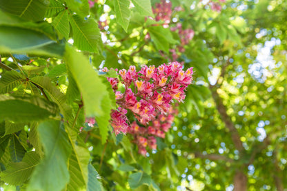 20 East Indian Almond Tree/Hollock (Terminalia Myriocarpa) Seeds