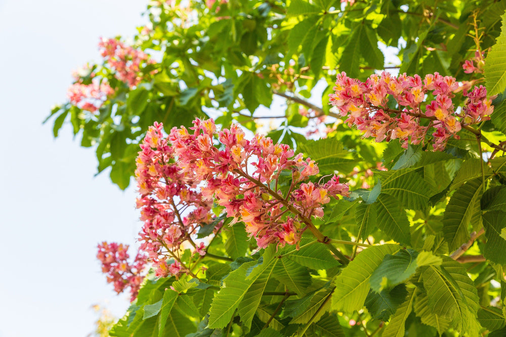 20 East Indian Almond Tree/Hollock (Terminalia Myriocarpa) Seeds