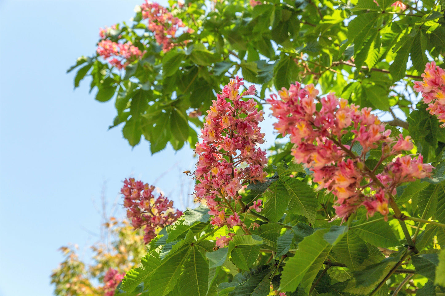20 East Indian Almond Tree/Hollock (Terminalia Myriocarpa) Seeds