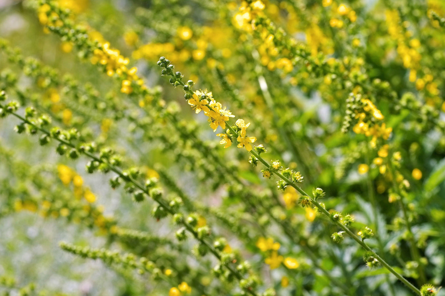 15 Common Agrimony (Agrimonia Eupatoria) Seeds
