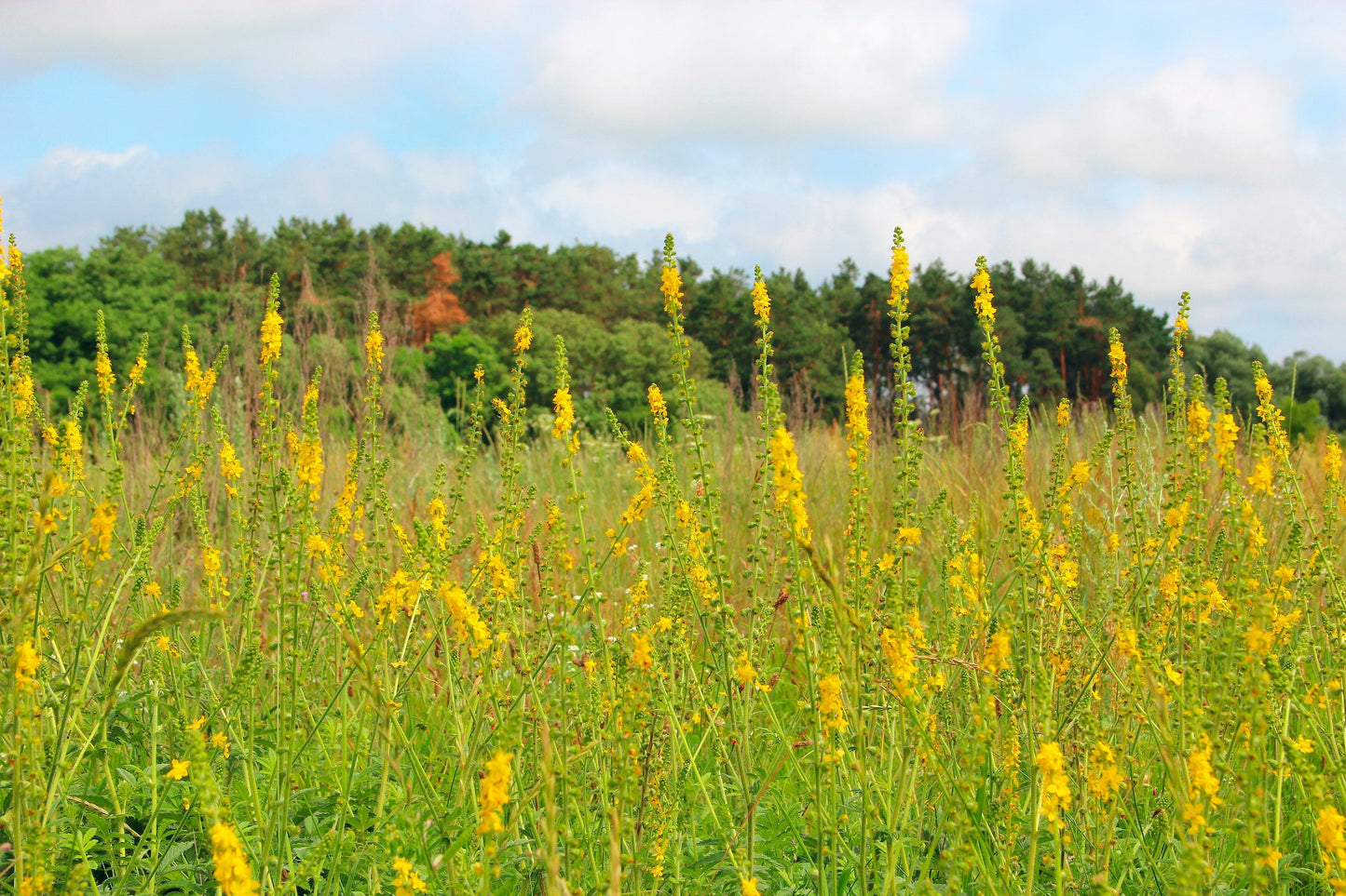 15 Common Agrimony (Agrimonia Eupatoria) Seeds