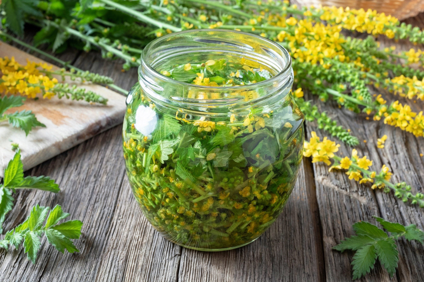 15 Common Agrimony (Agrimonia Eupatoria) Seeds