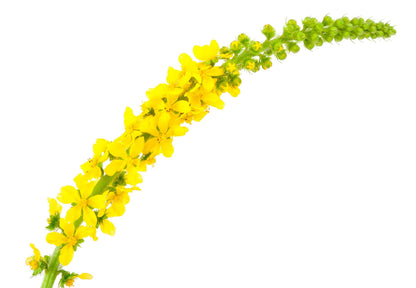 15 Common Agrimony (Agrimonia Eupatoria) Seeds