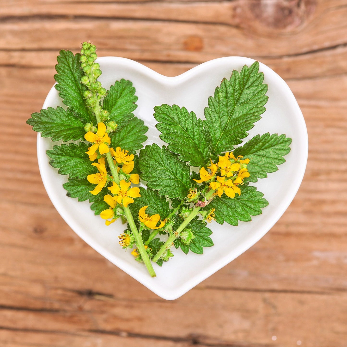 15 Common Agrimony (Agrimonia Eupatoria) Seeds
