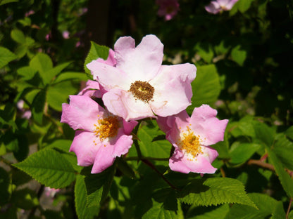 10 Climbing Michigan Rose (Rosa Setigera) Seeds