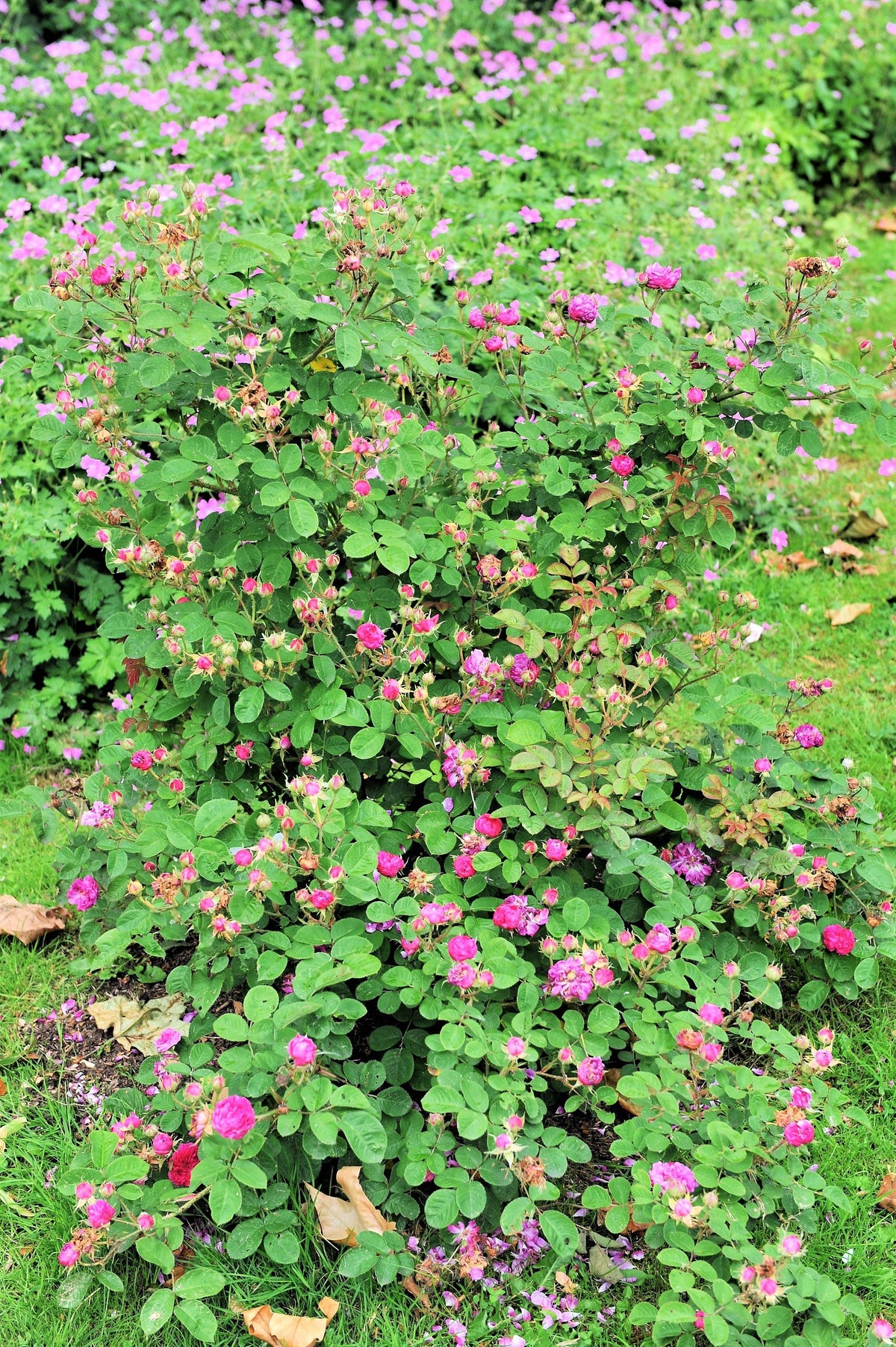 10 Climbing Michigan Rose (Rosa Setigera) Seeds