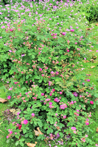 10 Climbing Michigan Rose (Rosa Setigera) Seeds