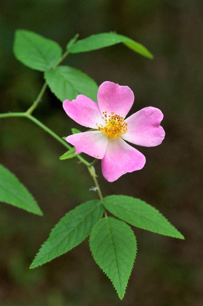 10 Climbing Michigan Rose (Rosa Setigera) Seeds