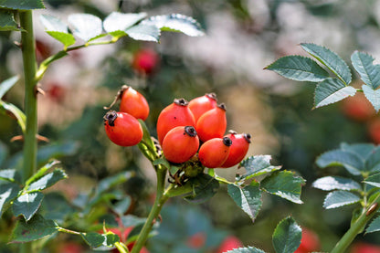 10 Climbing Michigan Rose (Rosa Setigera) Seeds