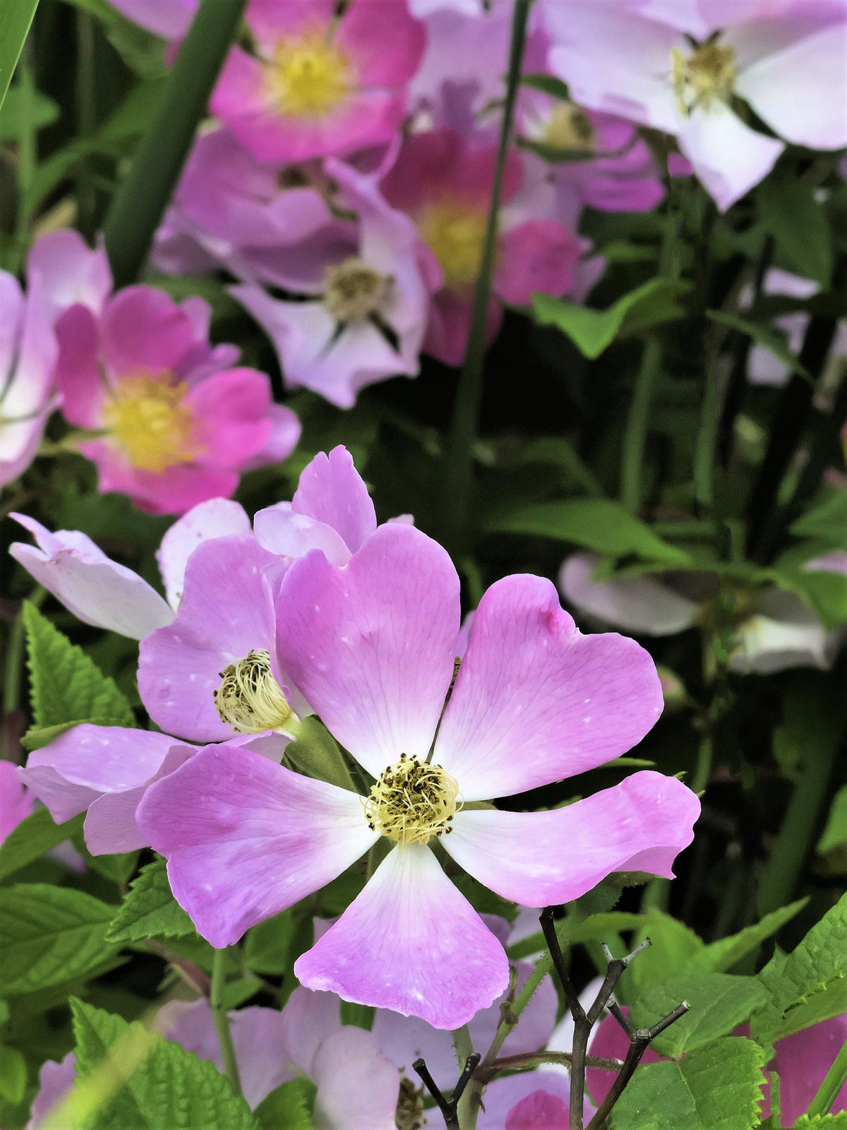 10 Climbing Michigan Rose (Rosa Setigera) Seeds