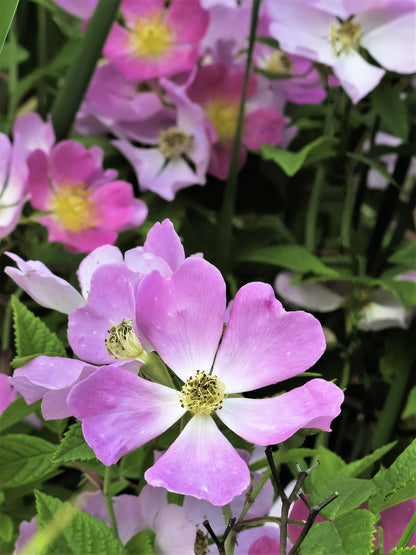 10 Climbing Michigan Rose (Rosa Setigera) Seeds