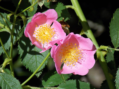10 Climbing Michigan Rose (Rosa Setigera) Seeds