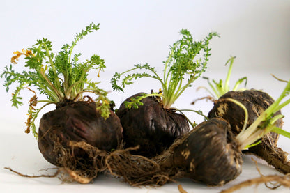 Black Maca (Lepidium meyenii) Seeds – 50 ct