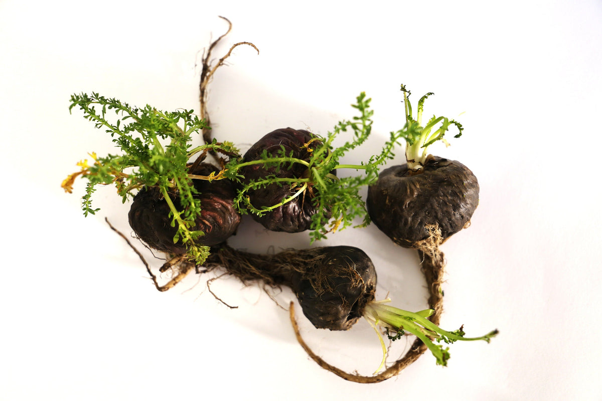 Black Maca (Lepidium meyenii) Seeds – 50 ct