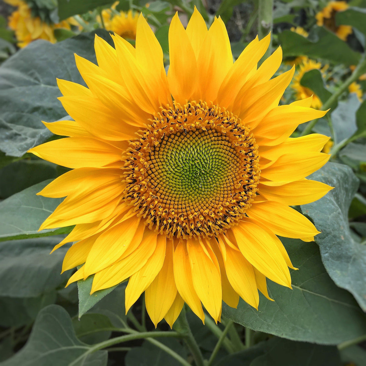 Peredovik Sunflower (Helianthus annuus) Seeds – 100 ct