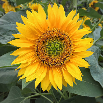 Peredovik Sunflower (Helianthus annuus) Seeds – 100 ct