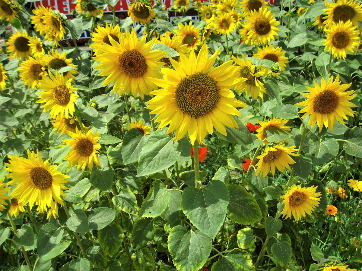 Peredovik Sunflower (Helianthus annuus) Seeds – 100 ct