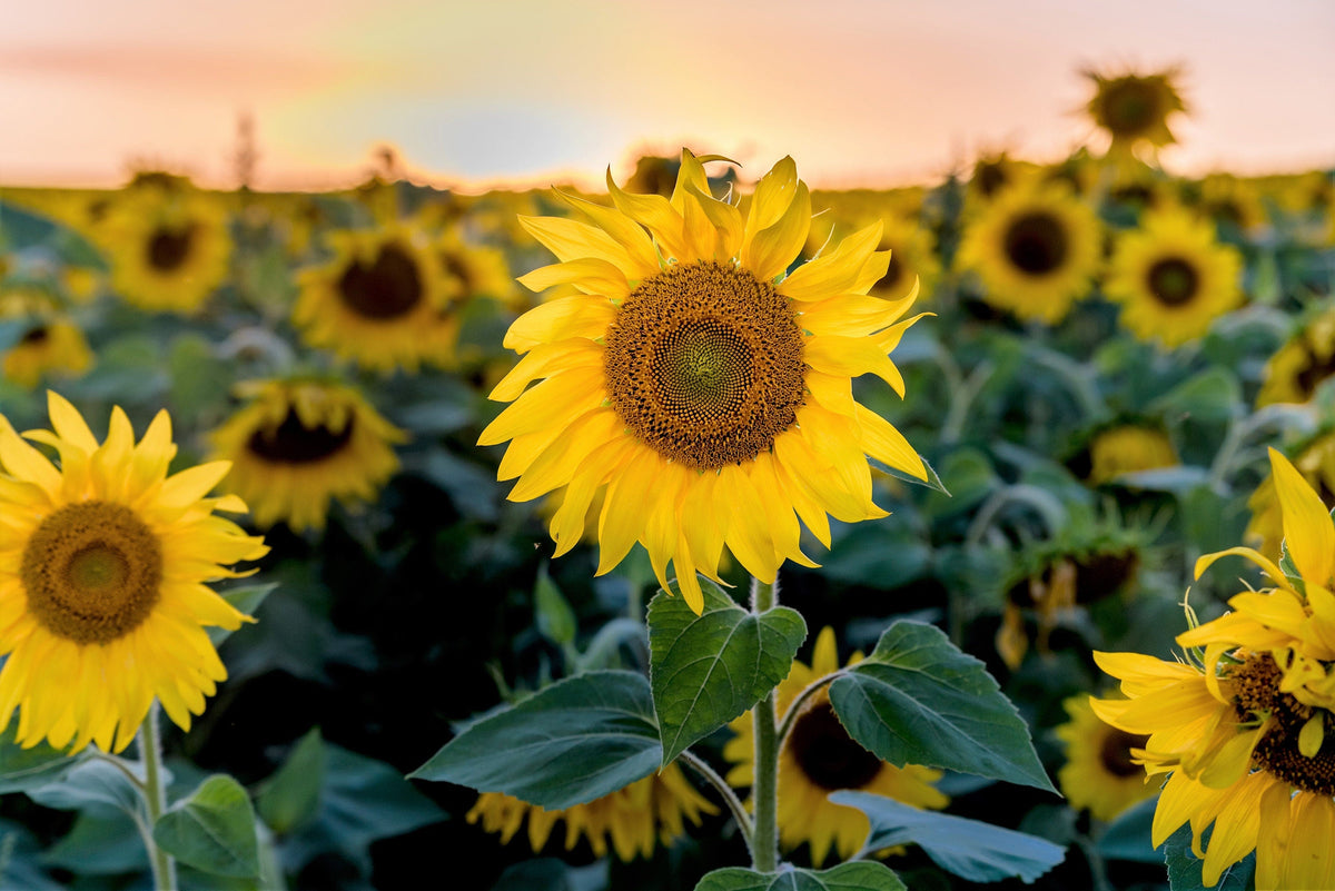 Peredovik Sunflower (Helianthus annuus) Seeds – 100 ct