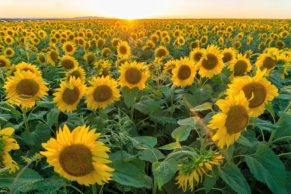 Peredovik Sunflower (Helianthus annuus) Seeds – 100 ct