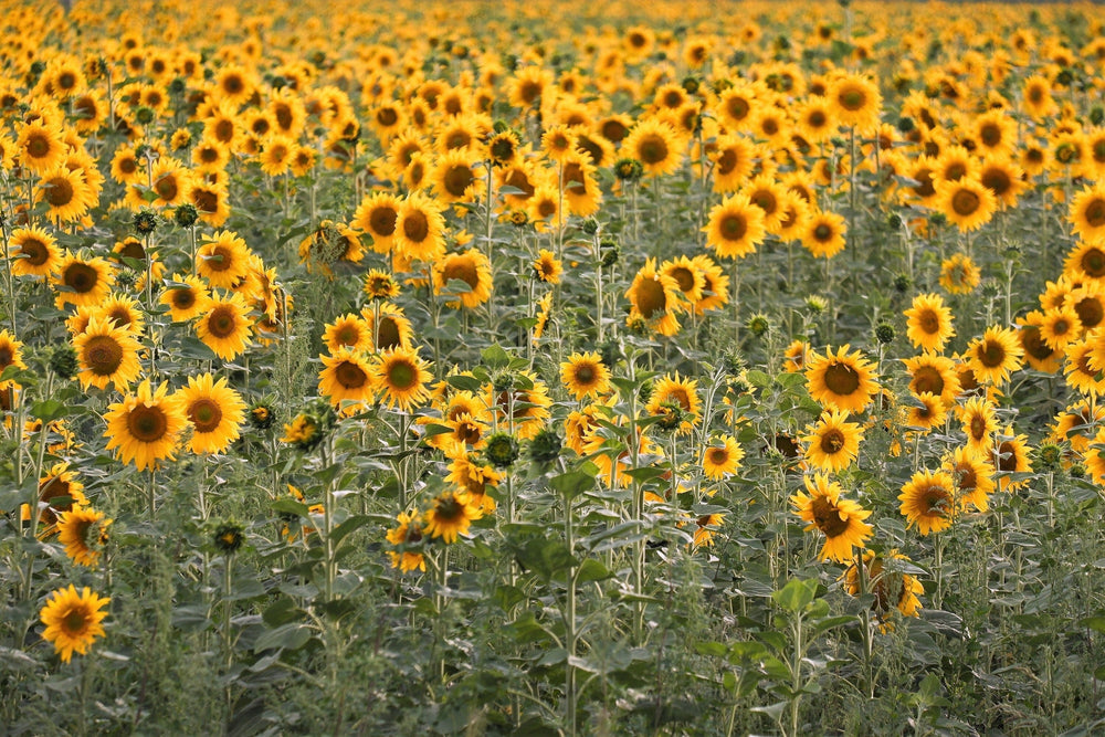 Peredovik Sunflower (Helianthus annuus) Seeds – 100 ct