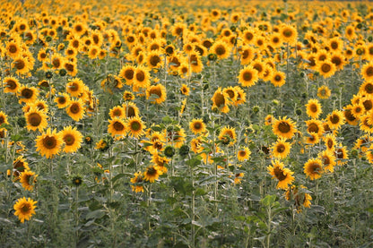 Peredovik Sunflower (Helianthus annuus) Seeds – 100 ct
