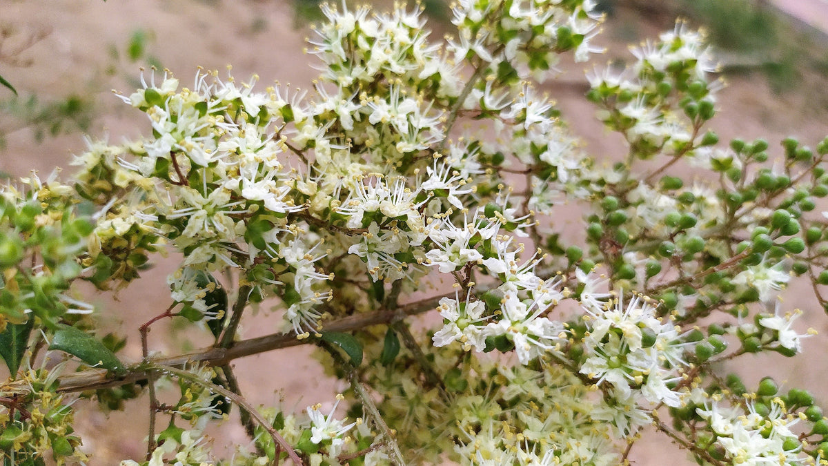 40 WHITE FLOWERING HENNA Tree Lawsonia Inermis var. Alba Dye Plant Tattoo Flower Seeds