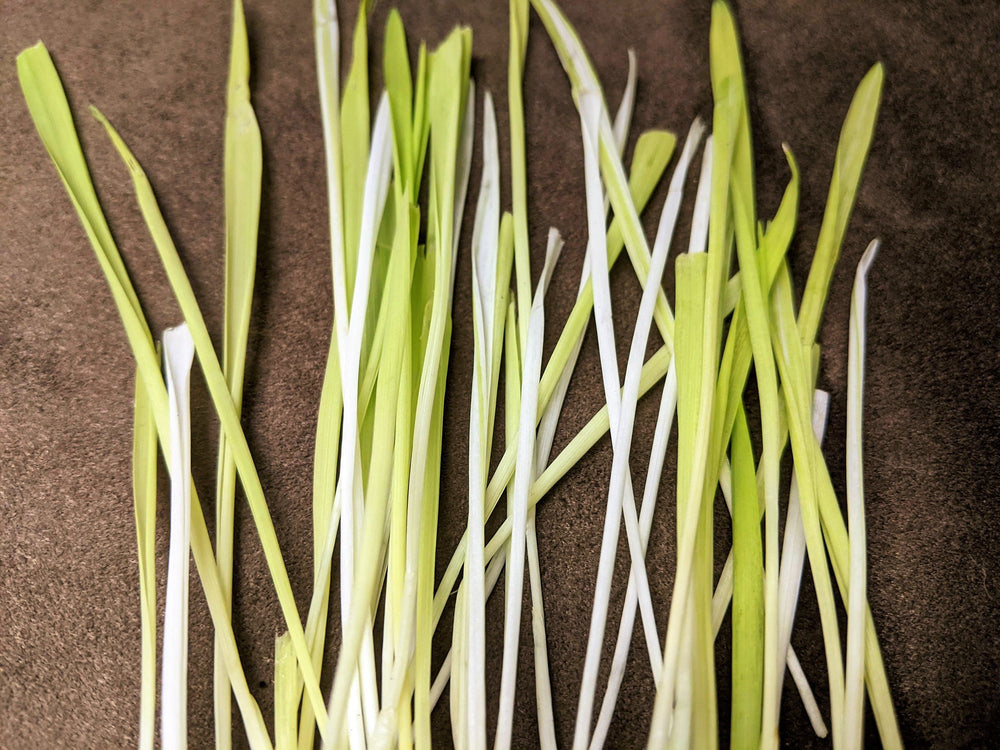50 Variegated Cat Grass (Triticum Aestivum) Seeds