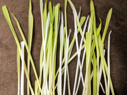 50 Variegated Cat Grass (Triticum Aestivum) Seeds