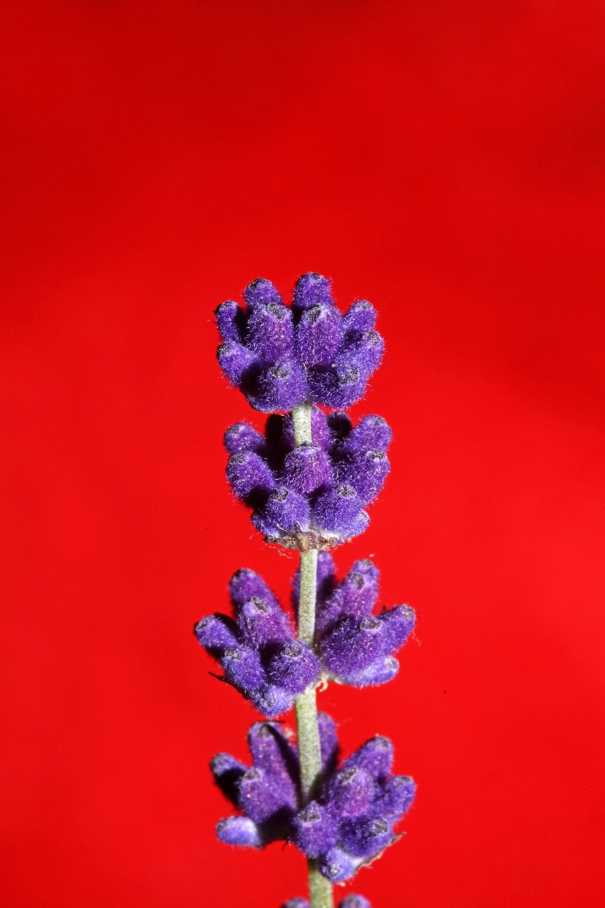 150 Portuguese Spike Lavender (Lavandula Latifolia syn. Spica) Seeds