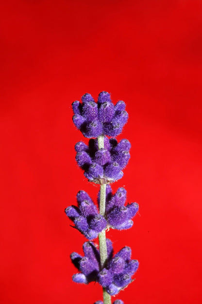 150 Portuguese Spike Lavender (Lavandula Latifolia syn. Spica) Seeds